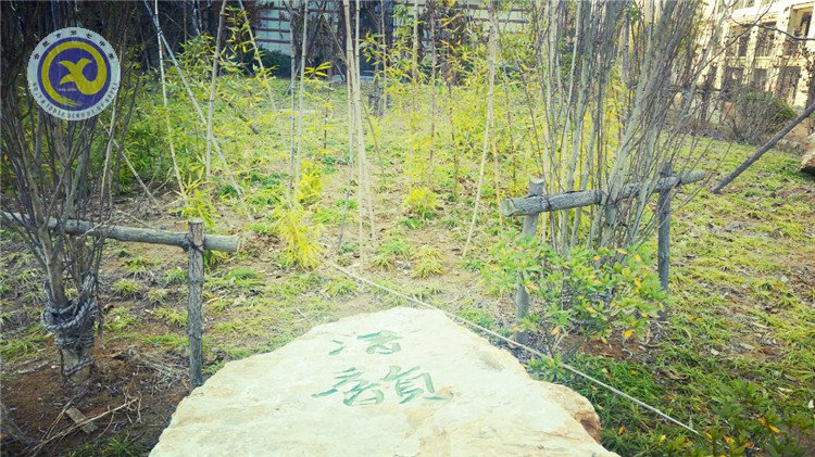 雪園“石頭記”，最美是氣質(zhì)(圖6)