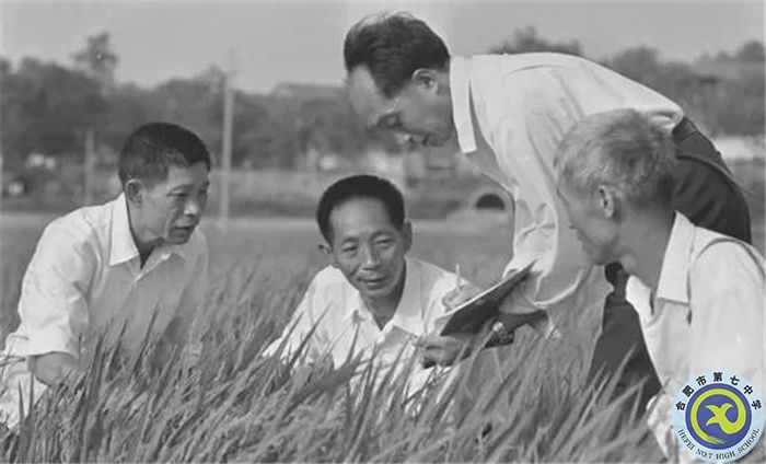 △1980年10月，袁隆平團(tuán)隊攻克制種關(guān).jpg